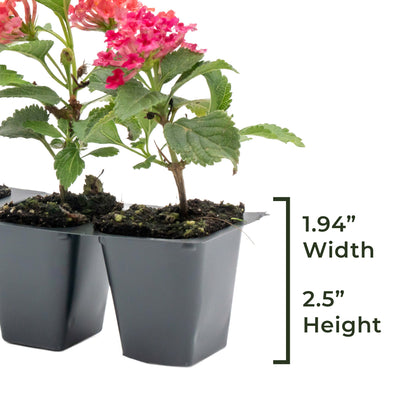 Irene Lantana | Live Plant in 2.5 Inch Nursery Cube | Lantana camara 'Irene'