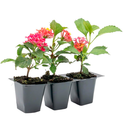 Irene Lantana | Live Plant in 2.5 Inch Nursery Cube | Lantana camara 'Irene'