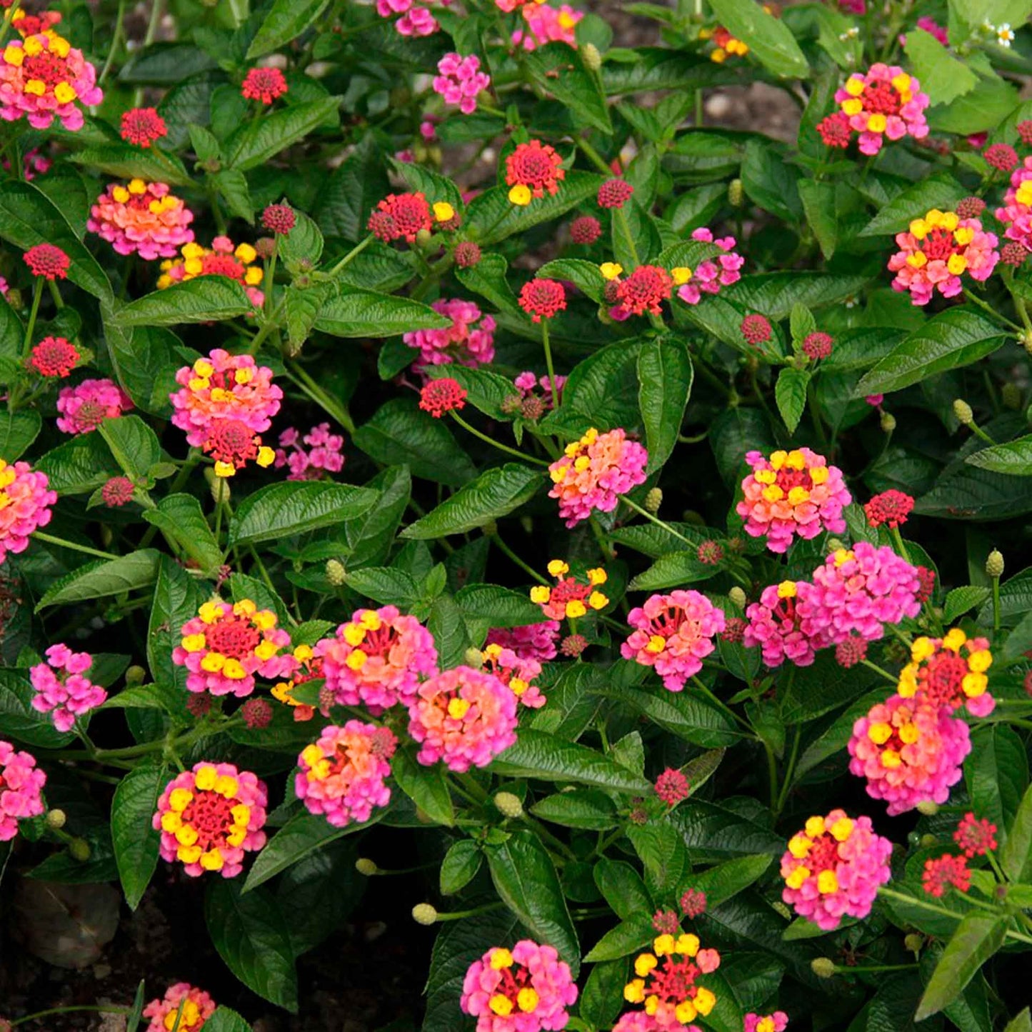 Irene Lantana in 2.5” Nursery Cubes (Lantana camara ‘Irene’)
