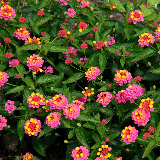 Irene Lantana in 2.5” Nursery Cubes (Lantana camara ‘Irene’)