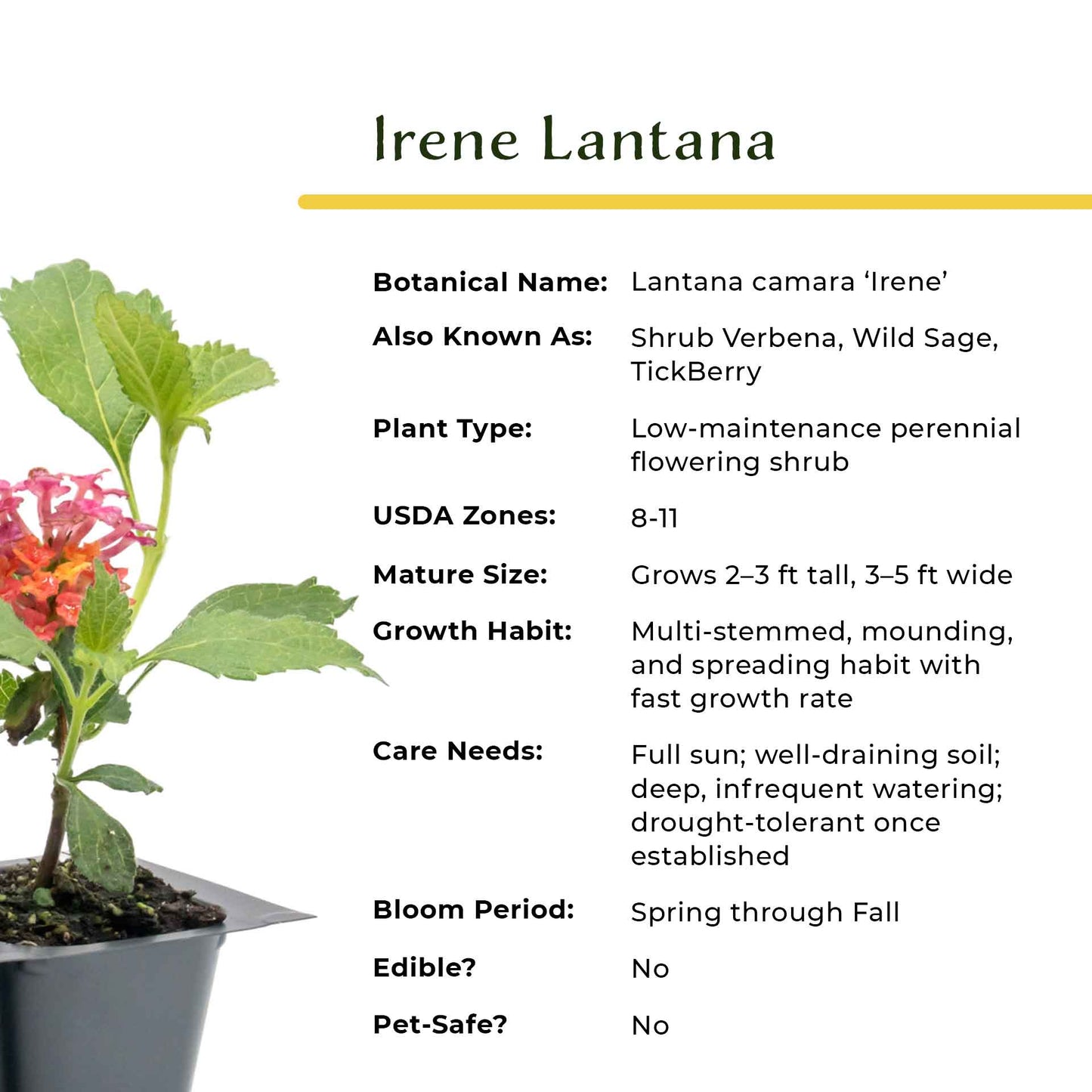 Irene Lantana in 2.5” Nursery Cubes (Lantana camara ‘Irene’)