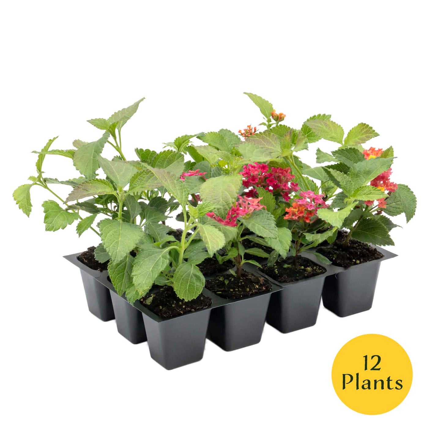 James Walker Bougainvillea in 2.5” Nursery Cubes (Bougainvillea 'James Walker')