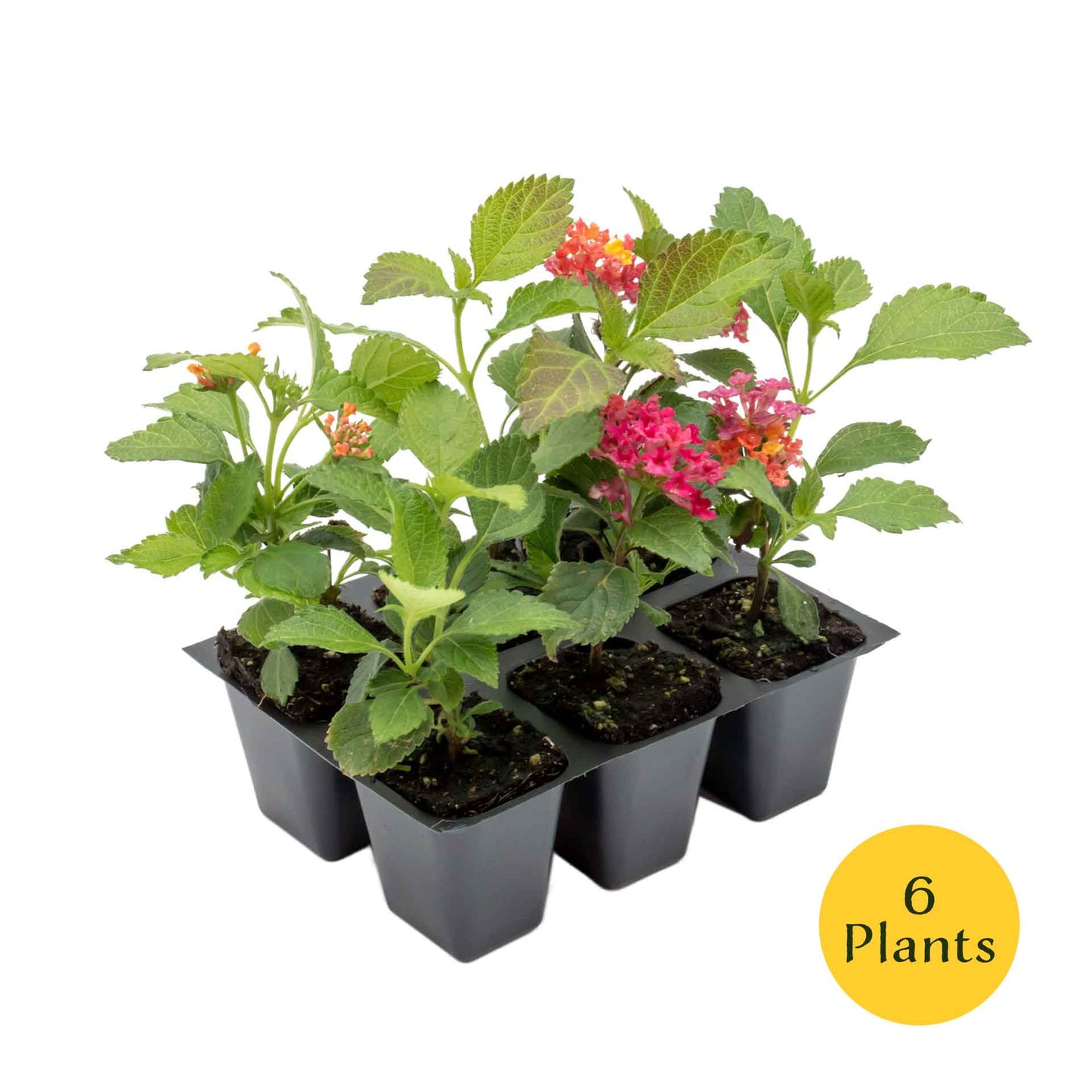 Irene Lantana in 2.5” Nursery Cubes (Lantana camara ‘Irene’)