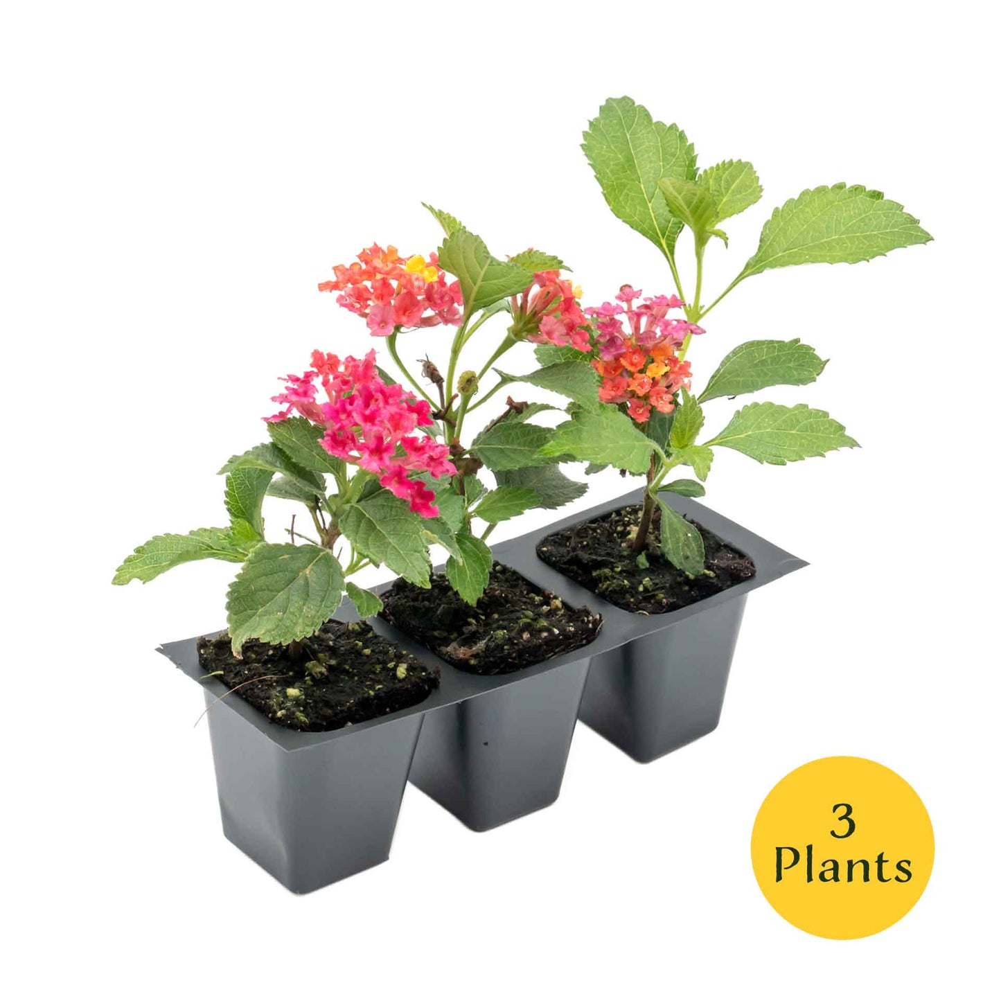 Irene Lantana in 2.5” Nursery Cubes (Lantana camara ‘Irene’)