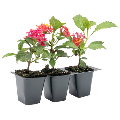 Irene Lantana in 2.5” Nursery Cubes (Lantana camara ‘Irene’)