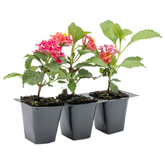 Irene Lantana in 2.5” Nursery Cubes (Lantana camara ‘Irene’)