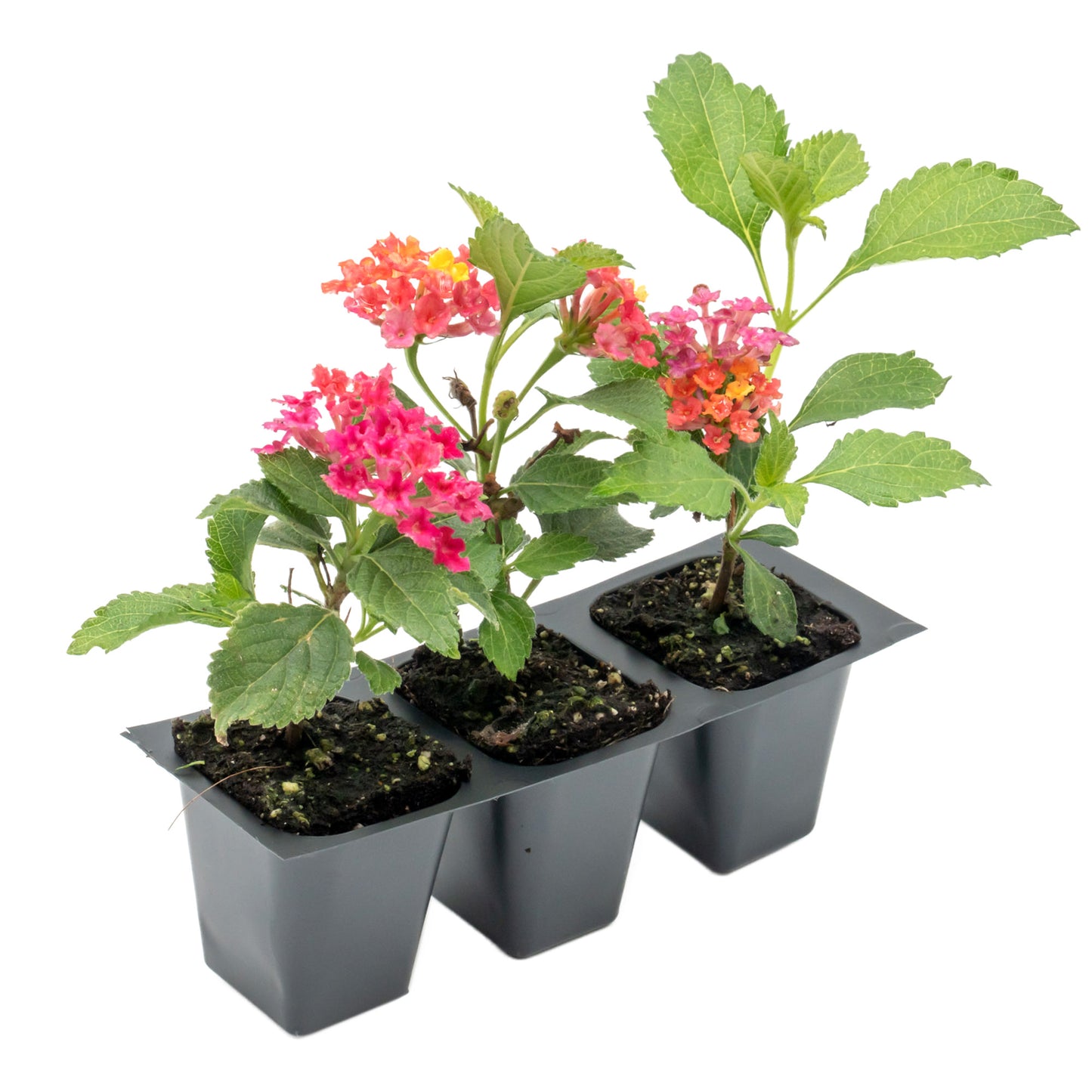 Irene Lantana | Live Plant in 2.5 Inch Nursery Cube | Lantana camara 'Irene'