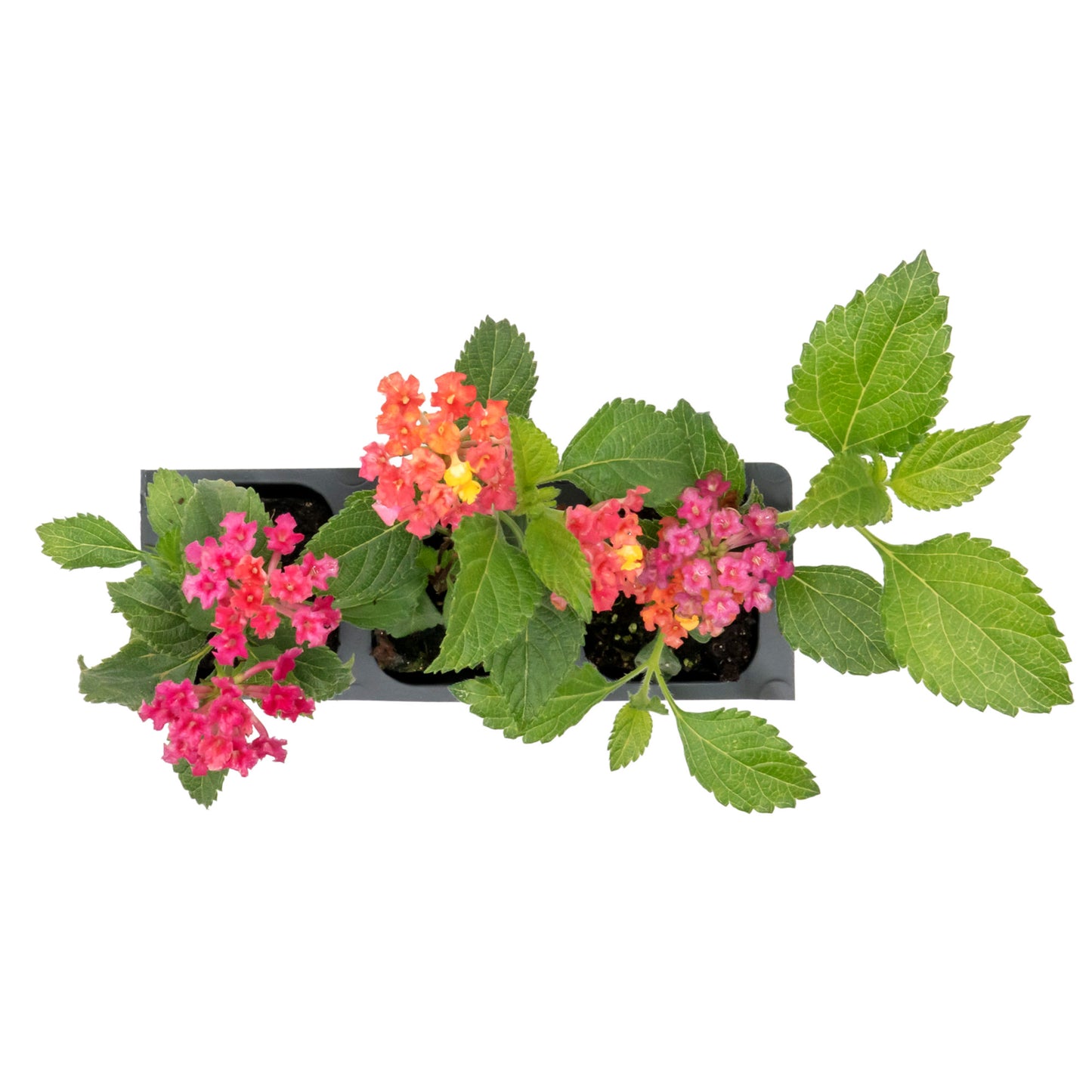 Irene Lantana | Live Plant in 2.5 Inch Nursery Cube | Lantana camara 'Irene'