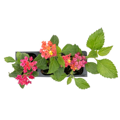 Irene Lantana | Live Plant in 2.5 Inch Nursery Cube | Lantana camara 'Irene'