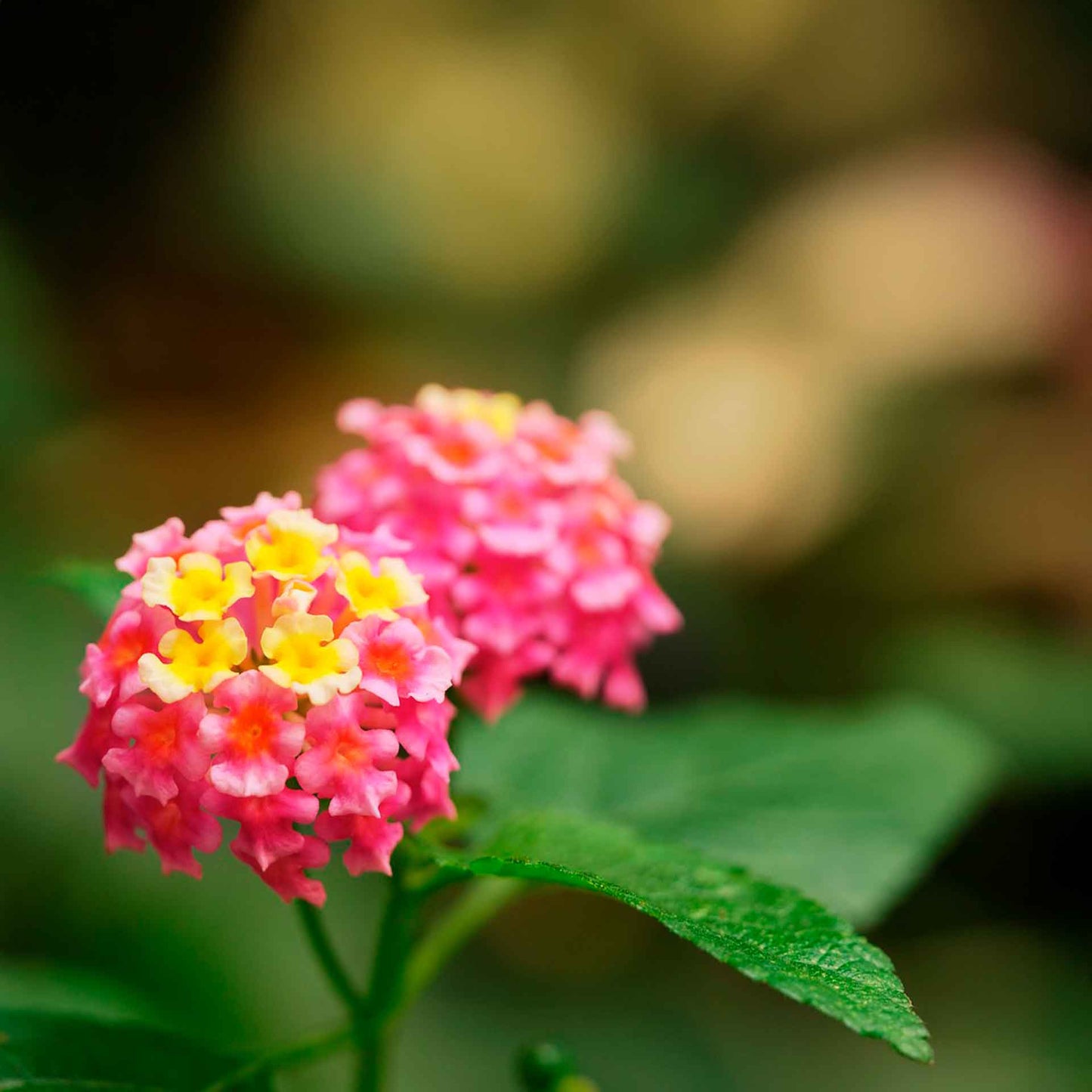 Irene Lantana in 2.5” Nursery Cubes (Lantana camara ‘Irene’)