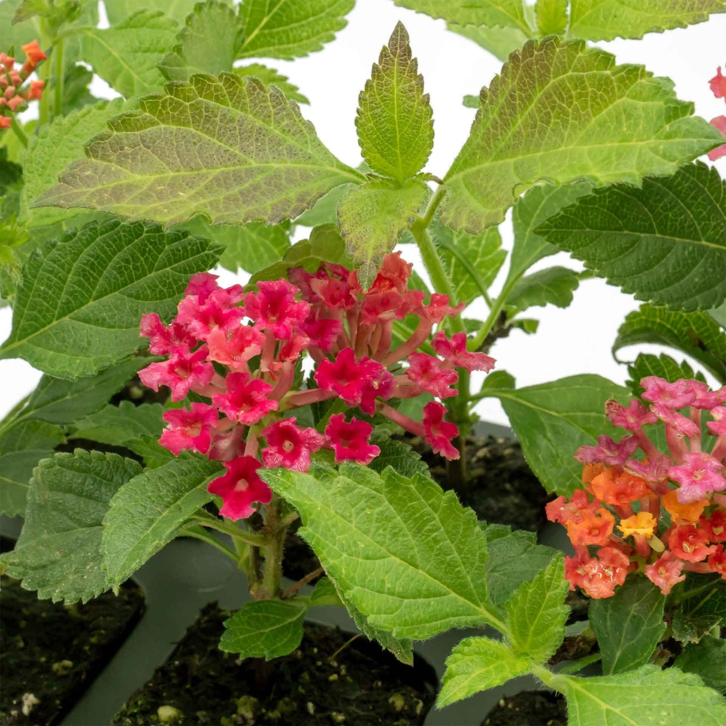 Irene Lantana in 2.5” Nursery Cubes (Lantana camara ‘Irene’)