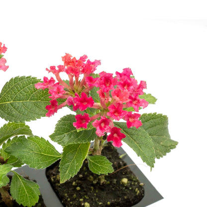 Irene Lantana in 2.5” Nursery Cubes (Lantana camara ‘Irene’)