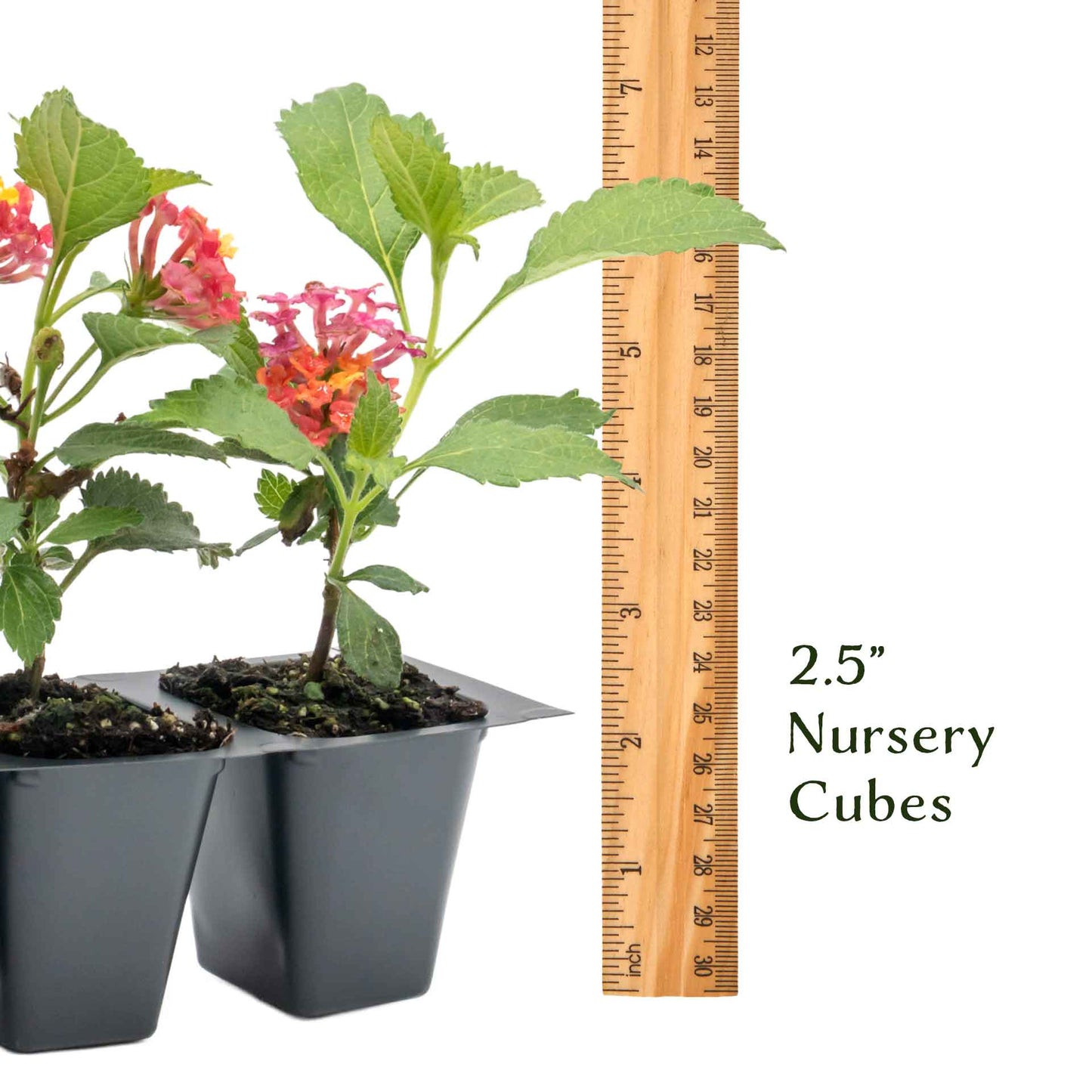 Irene Lantana in 2.5” Nursery Cubes (Lantana camara ‘Irene’)