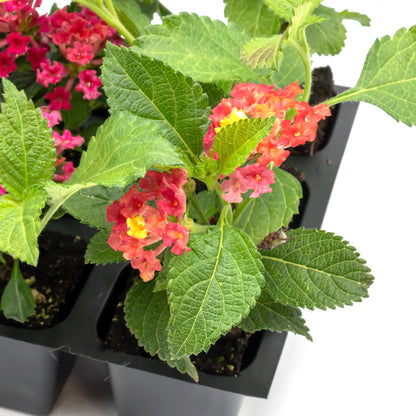 Irene Lantana | Live Plant in 2.5 Inch Nursery Cube | Lantana camara 'Irene'