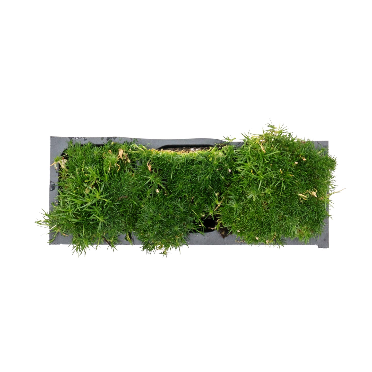 Irish Moss in 2.5” Nursery Cubes (Sagina subulata)