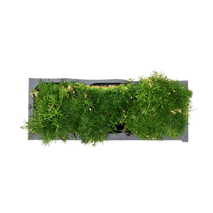 Irish Moss in 2.5” Nursery Cubes (Sagina subulata)