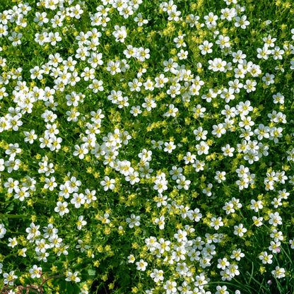 Irish Moss in 2.5” Nursery Cubes (Sagina subulata)