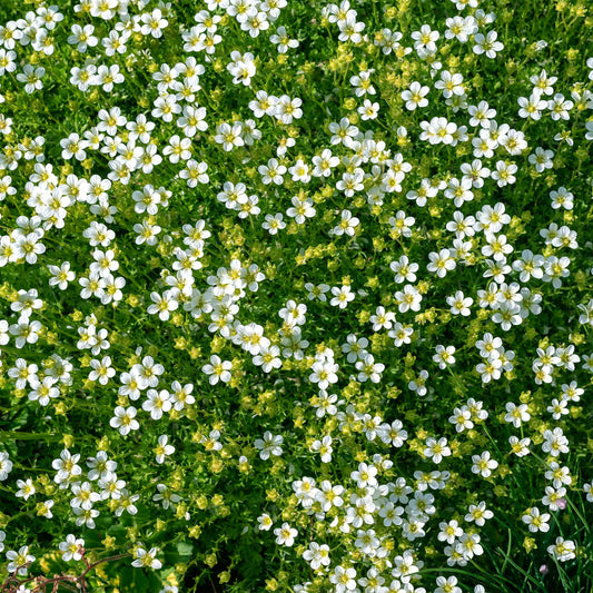 Irish Moss in 2.5” Nursery Cubes (Sagina subulata)