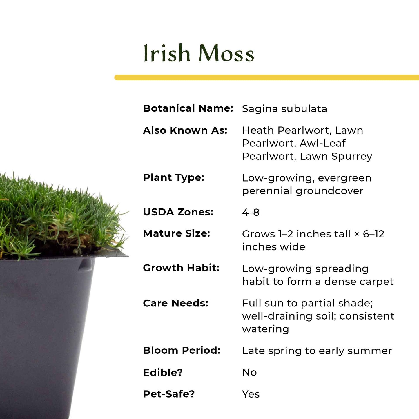 Irish Moss in 2.5” Nursery Cubes (Sagina subulata)