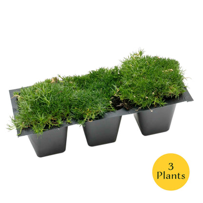 Irish Moss in 2.5” Nursery Cubes (Sagina subulata)