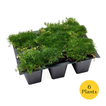 Irish Moss in 2.5” Nursery Cubes (Sagina subulata)