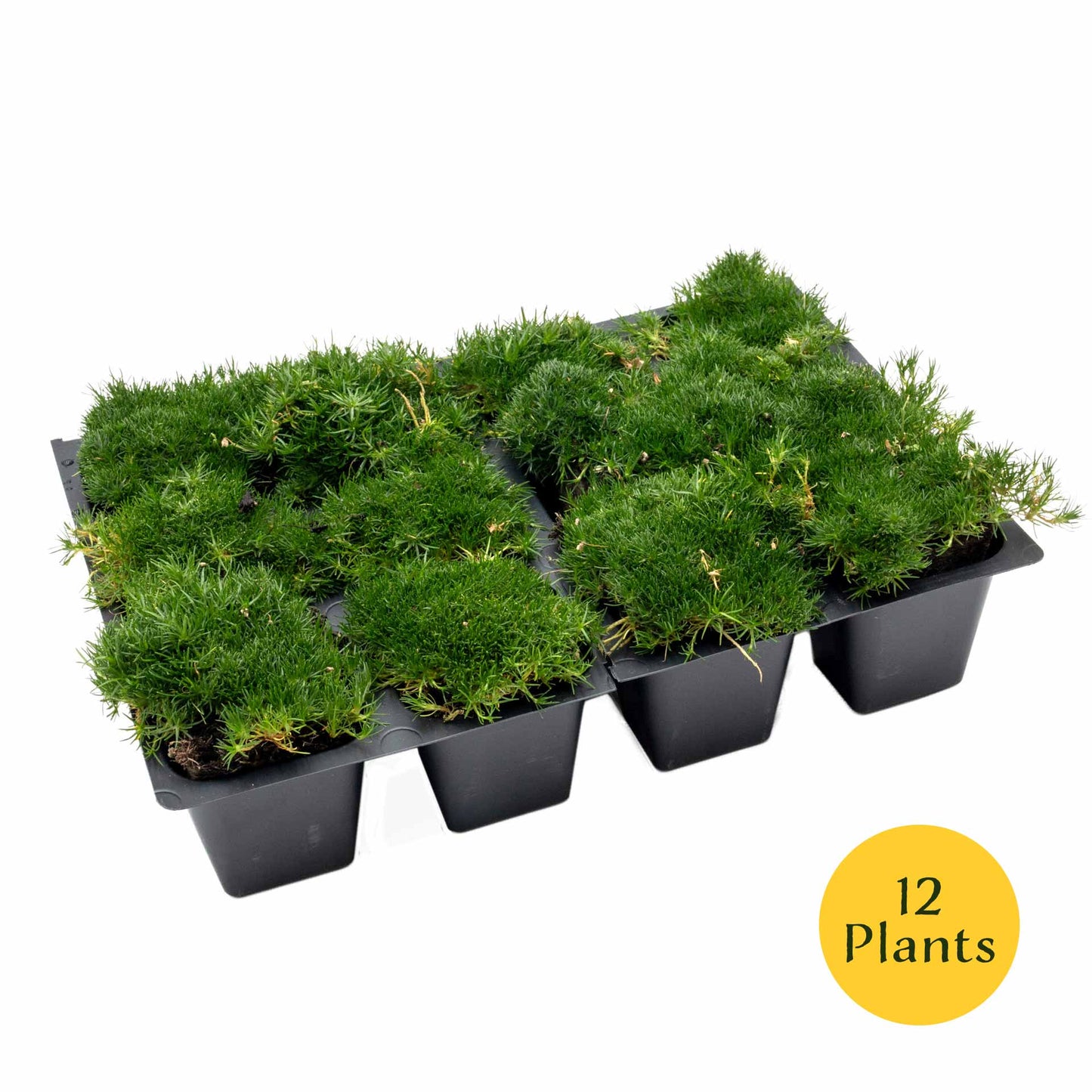 Irish Moss in 2.5” Nursery Cubes (Sagina subulata)