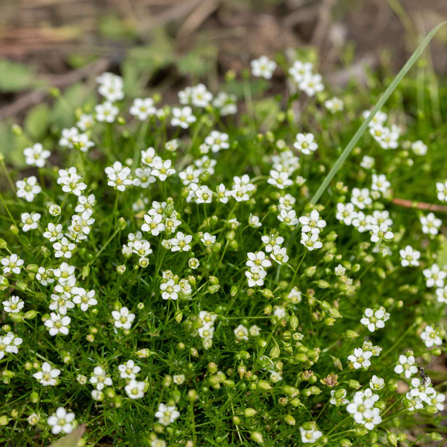 Irish Moss in 2.5” Nursery Cubes (Sagina subulata)