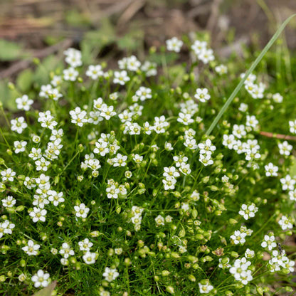 Irish Moss in 2.5” Nursery Cubes (Sagina subulata)