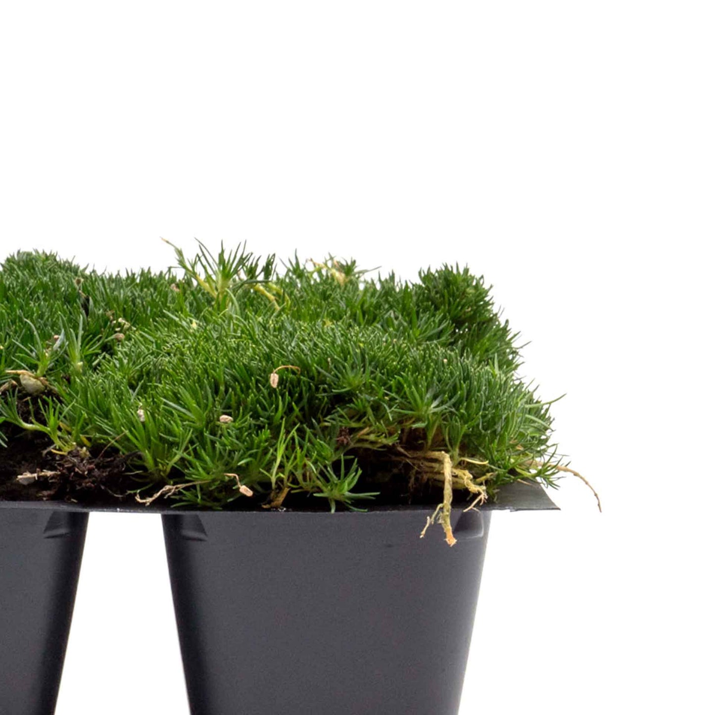 Irish Moss in 2.5” Nursery Cubes (Sagina subulata)