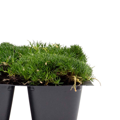 Irish Moss in 2.5” Nursery Cubes (Sagina subulata)