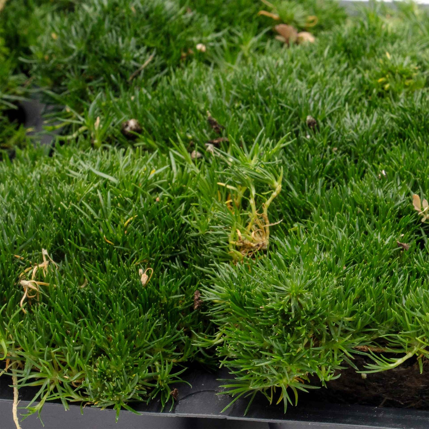 Irish Moss in 2.5” Nursery Cubes (Sagina subulata)