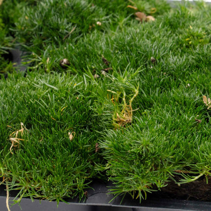 Irish Moss in 2.5” Nursery Cubes (Sagina subulata)
