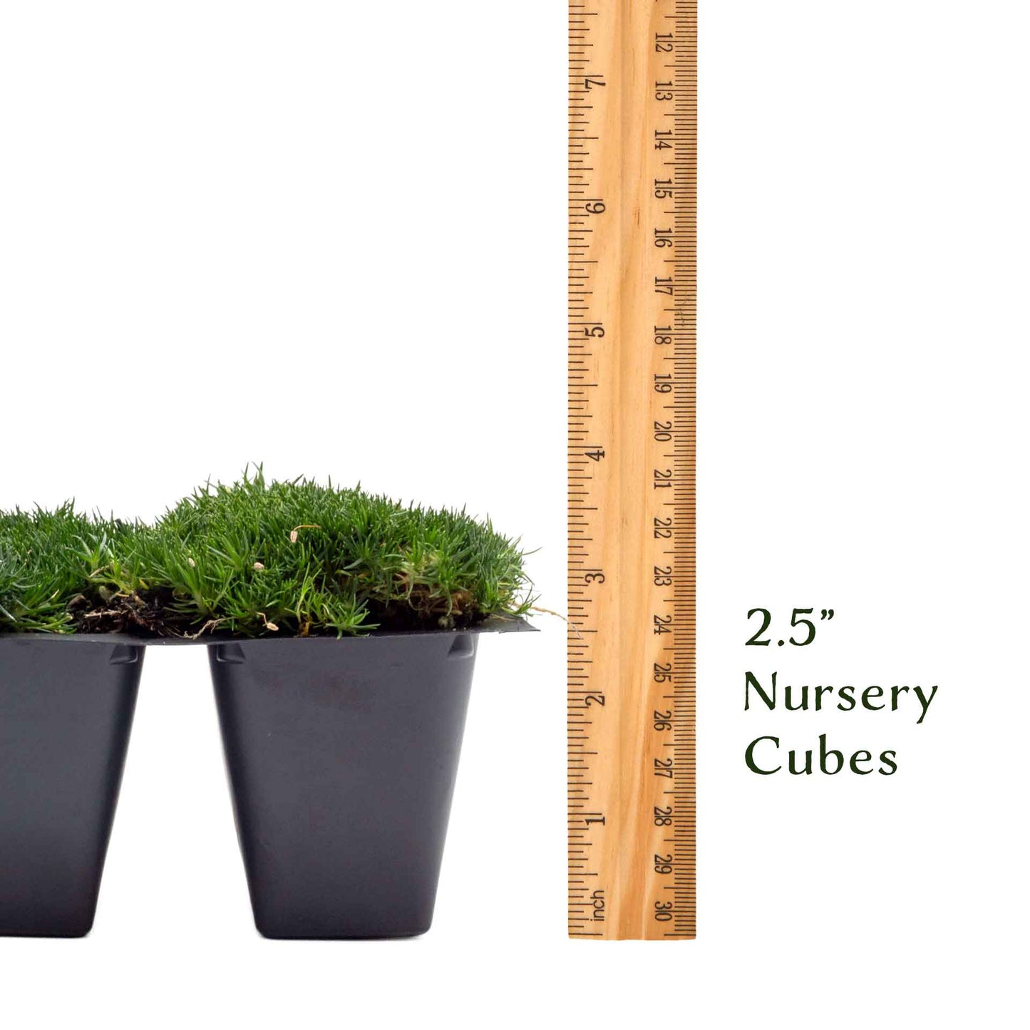 Irish Moss in 2.5” Nursery Cubes (Sagina subulata)