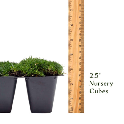 Irish Moss in 2.5” Nursery Cubes (Sagina subulata)