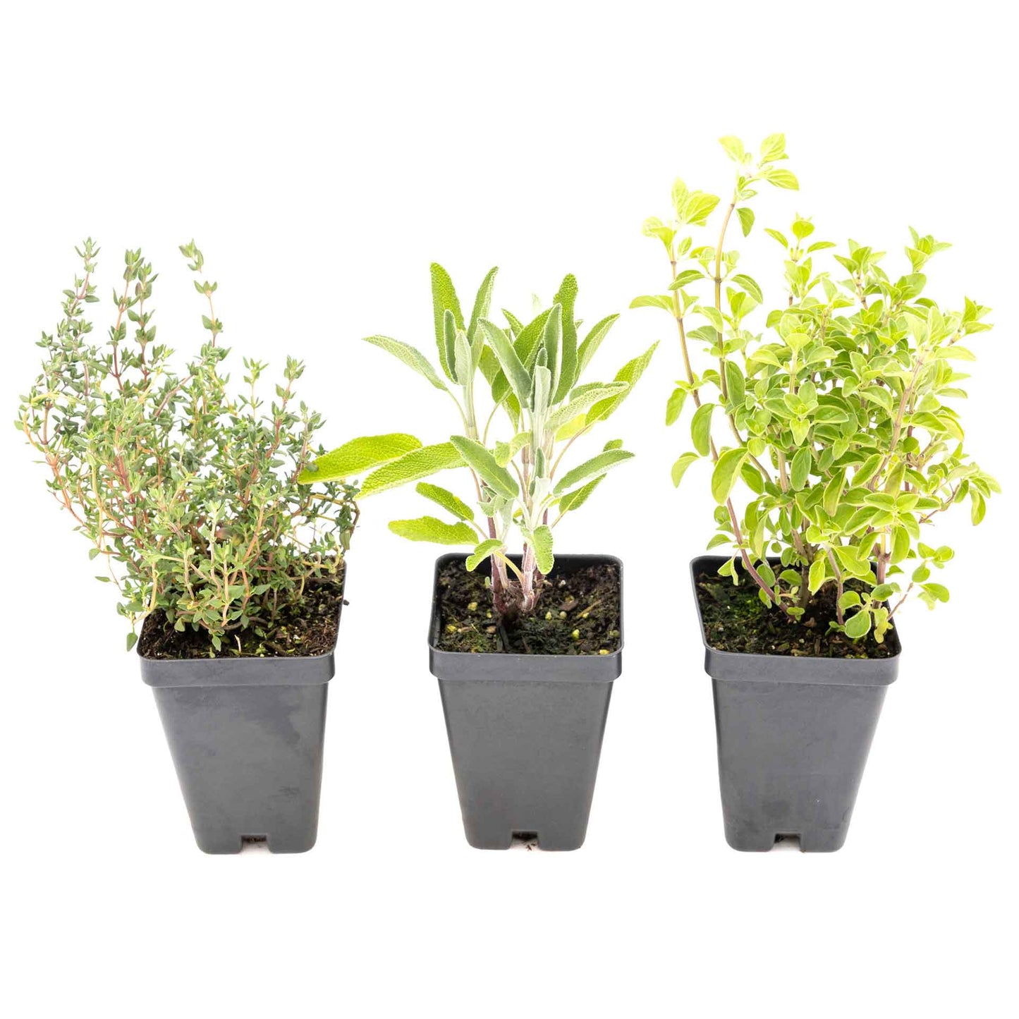 1 Italian Cooking Herb Plant Trio: Aromatic Culinary Herbs in 3.5" Cubes | Oregano, Sage, and Garden Thyme with Savory Flavor for Gardens