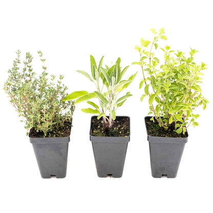 1 Italian Cooking Herb Plant Trio: Aromatic Culinary Herbs in 3.5" Cubes | Oregano, Sage, and Garden Thyme with Savory Flavor for Gardens