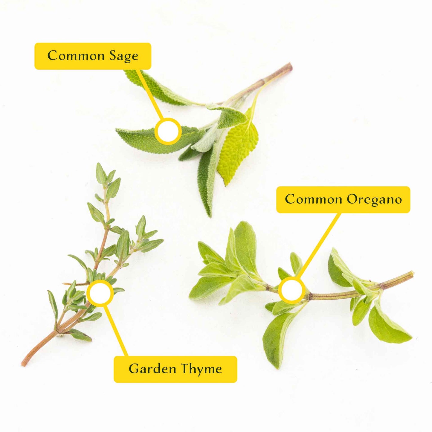 1 Italian Cooking Herb Plant Trio: Aromatic Culinary Herbs in 3.5" Cubes | Oregano, Sage, and Garden Thyme with Savory Flavor for Gardens