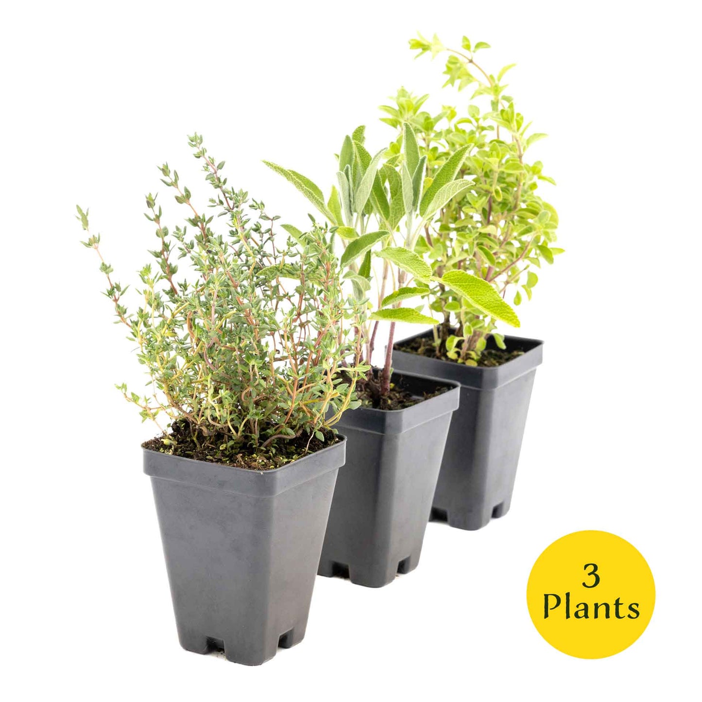 1 Italian Cooking Herb Plant Trio: Aromatic Culinary Herbs in 3.5" Cubes | Oregano, Sage, and Garden Thyme with Savory Flavor for Gardens