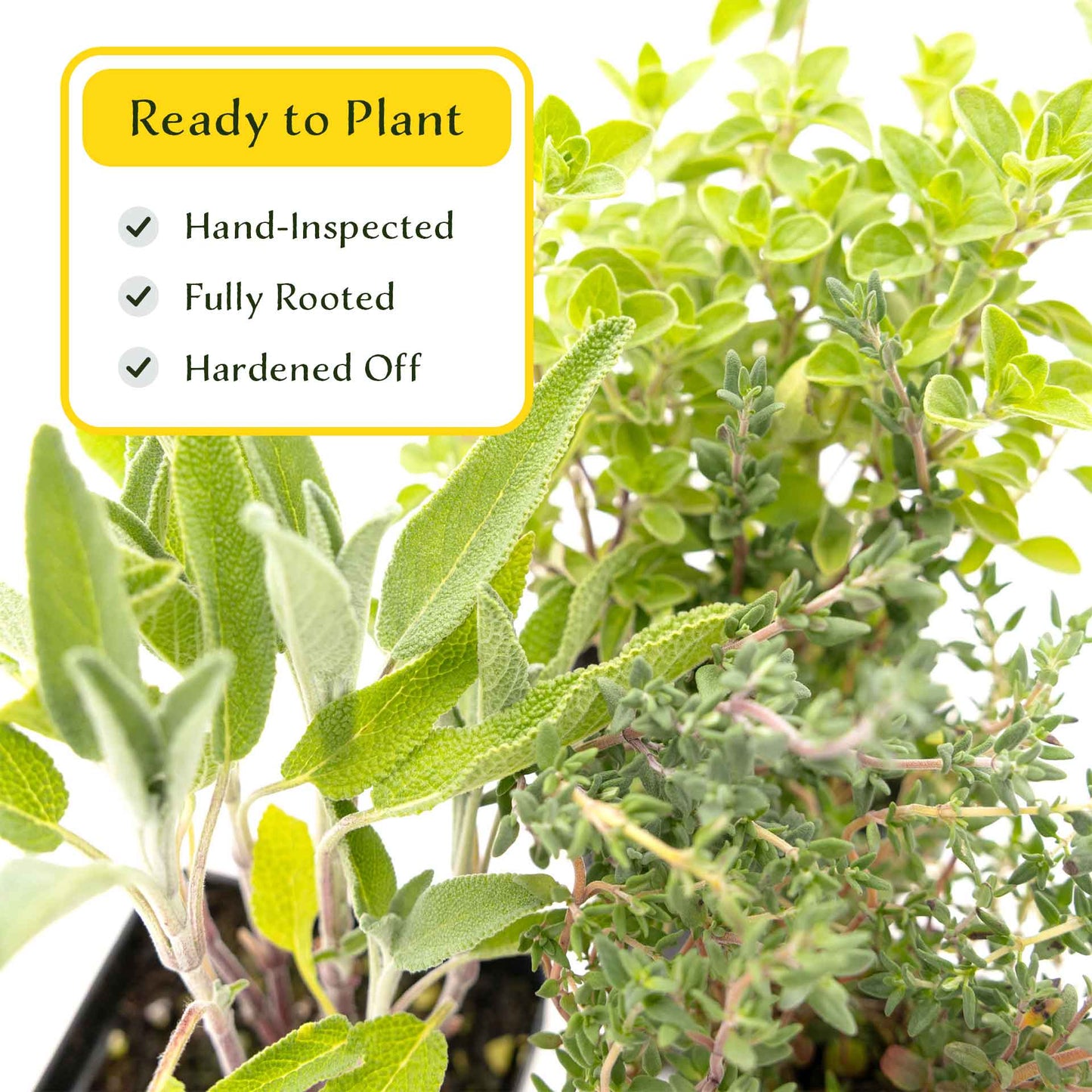 1 Italian Cooking Herb Plant Trio: Aromatic Culinary Herbs in 3.5" Cubes | Oregano, Sage, and Garden Thyme with Savory Flavor for Gardens