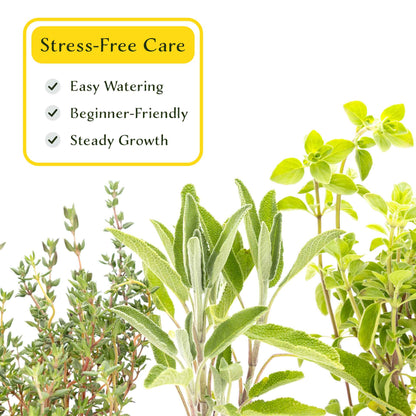 1 Italian Cooking Herb Plant Trio: Aromatic Culinary Herbs in 3.5" Cubes | Oregano, Sage, and Garden Thyme with Savory Flavor for Gardens