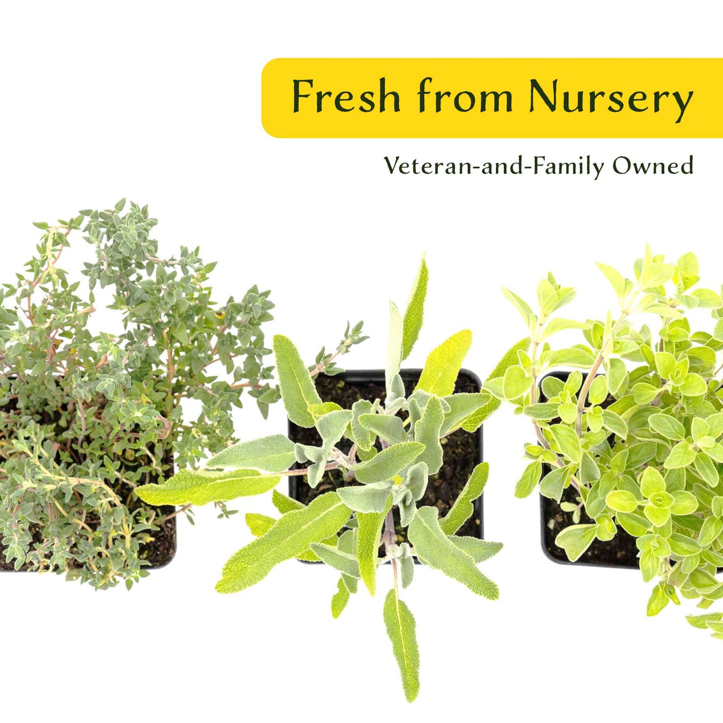 1 Italian Cooking Herb Plant Trio: Aromatic Culinary Herbs in 3.5" Cubes | Oregano, Sage, and Garden Thyme with Savory Flavor for Gardens