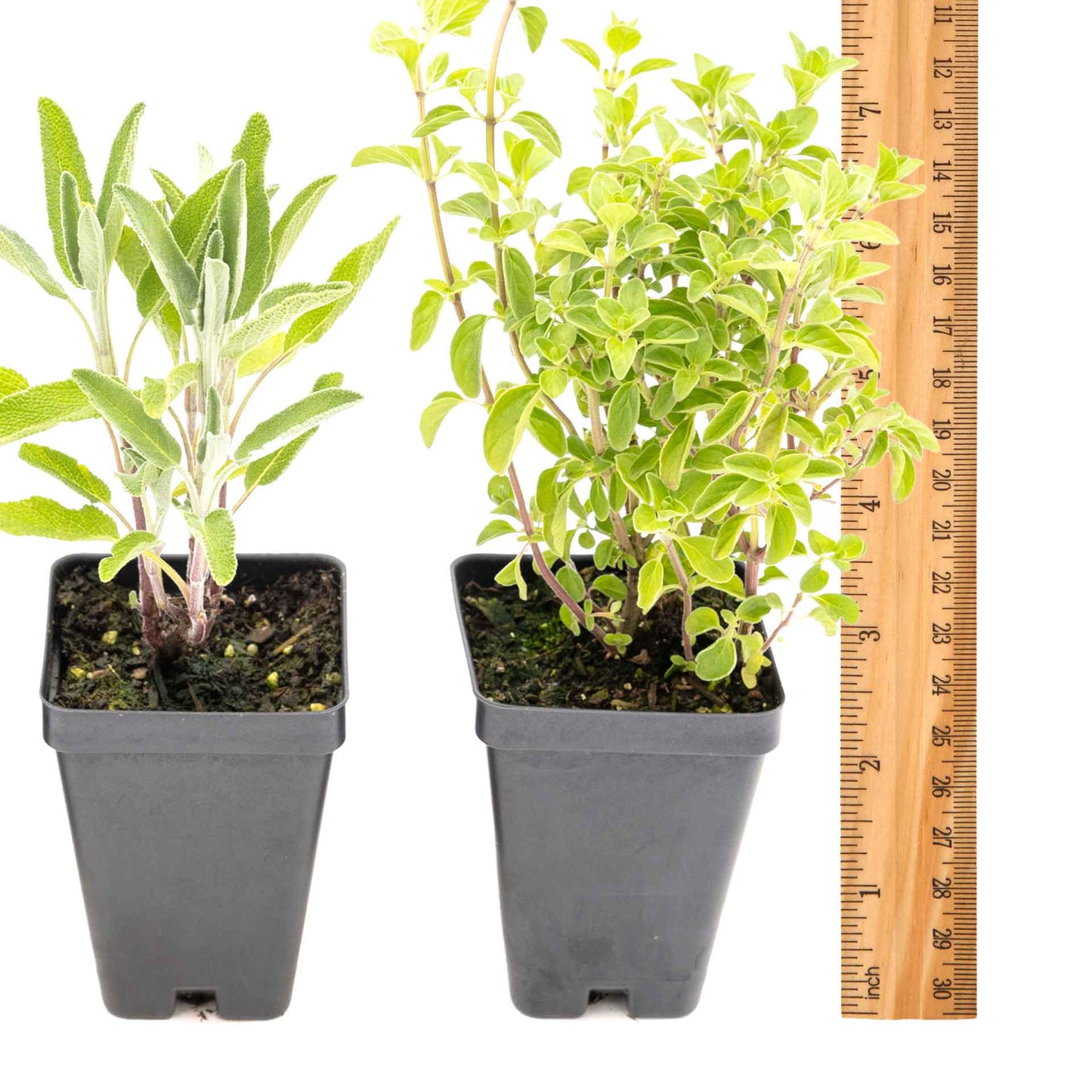 1 Italian Cooking Herb Plant Trio: Aromatic Culinary Herbs in 3.5" Cubes | Oregano, Sage, and Garden Thyme with Savory Flavor for Gardens