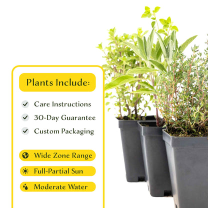 1 Italian Cooking Herb Plant Trio: Aromatic Culinary Herbs in 3.5" Cubes | Oregano, Sage, and Garden Thyme with Savory Flavor for Gardens