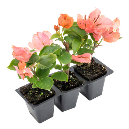James Walker Bougainvillea | Live Plant in 2.5 Inch Nursery Cube | Bougainvillea 'James Walker'