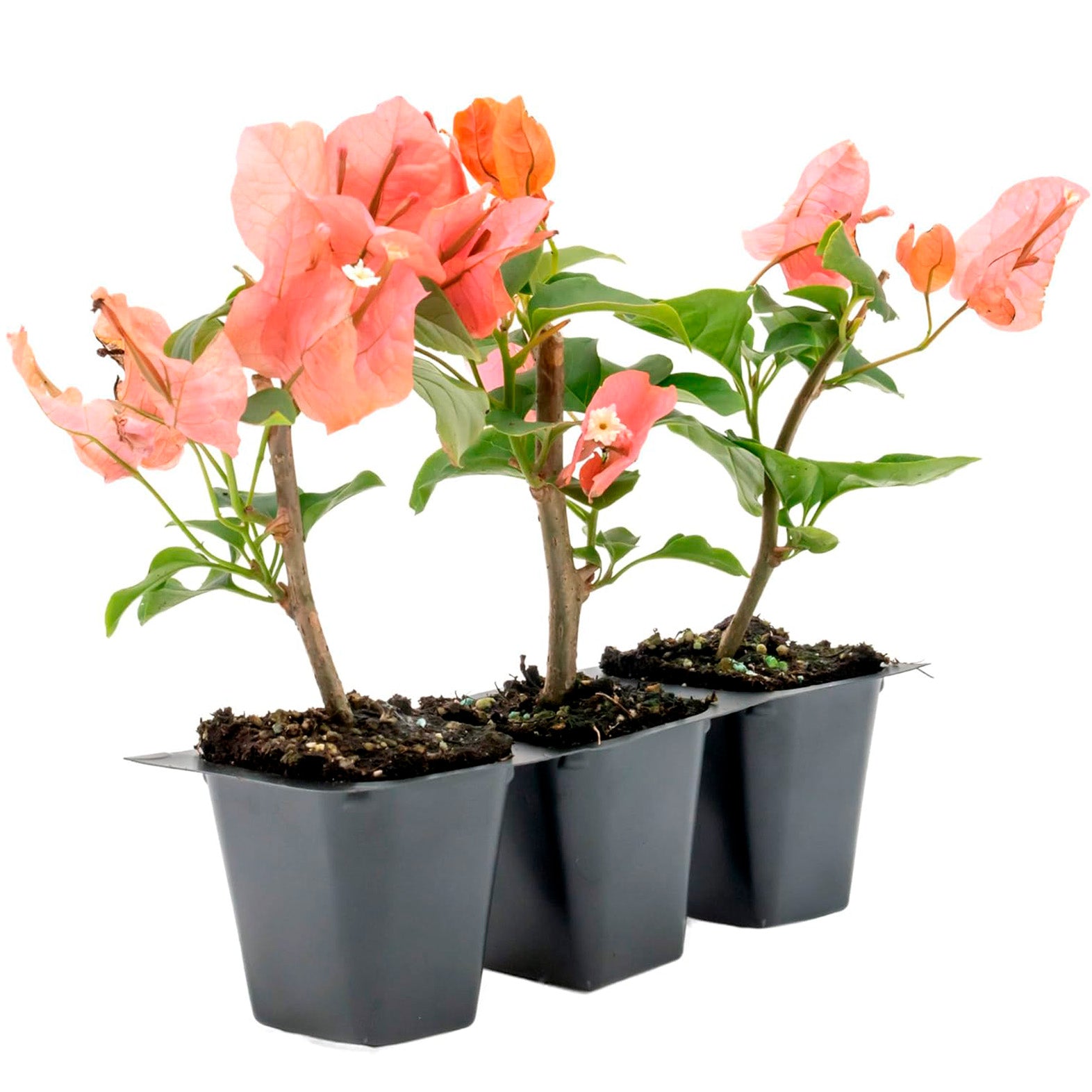 James Walker Bougainvillea | Live Plant in 2.5 Inch Nursery Cube | Bougainvillea 'James Walker'