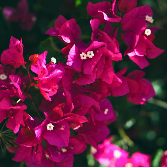 James Walker Bougainvillea | Live Plant in 2.5 Inch Nursery Cube | Bougainvillea 'James Walker'