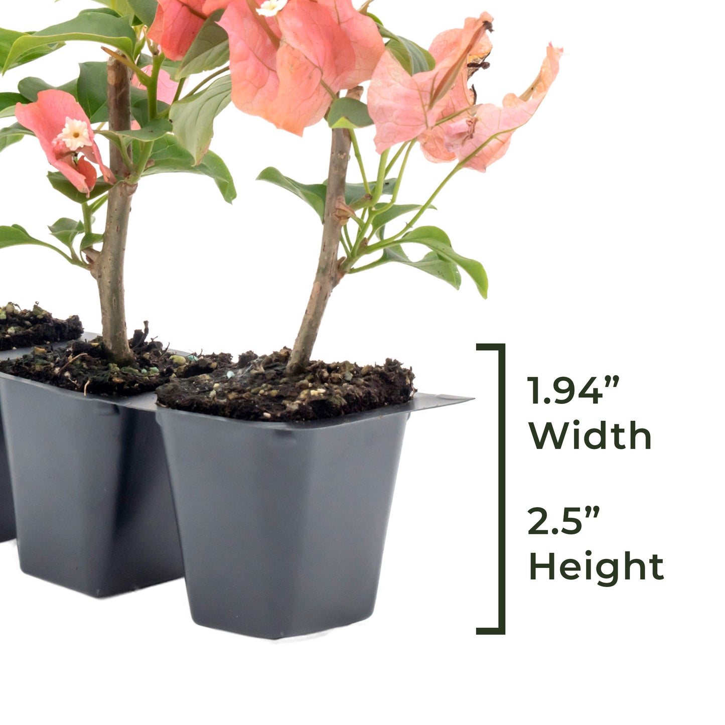 James Walker Bougainvillea | Live Plant in 2.5 Inch Nursery Cube | Bougainvillea 'James Walker'