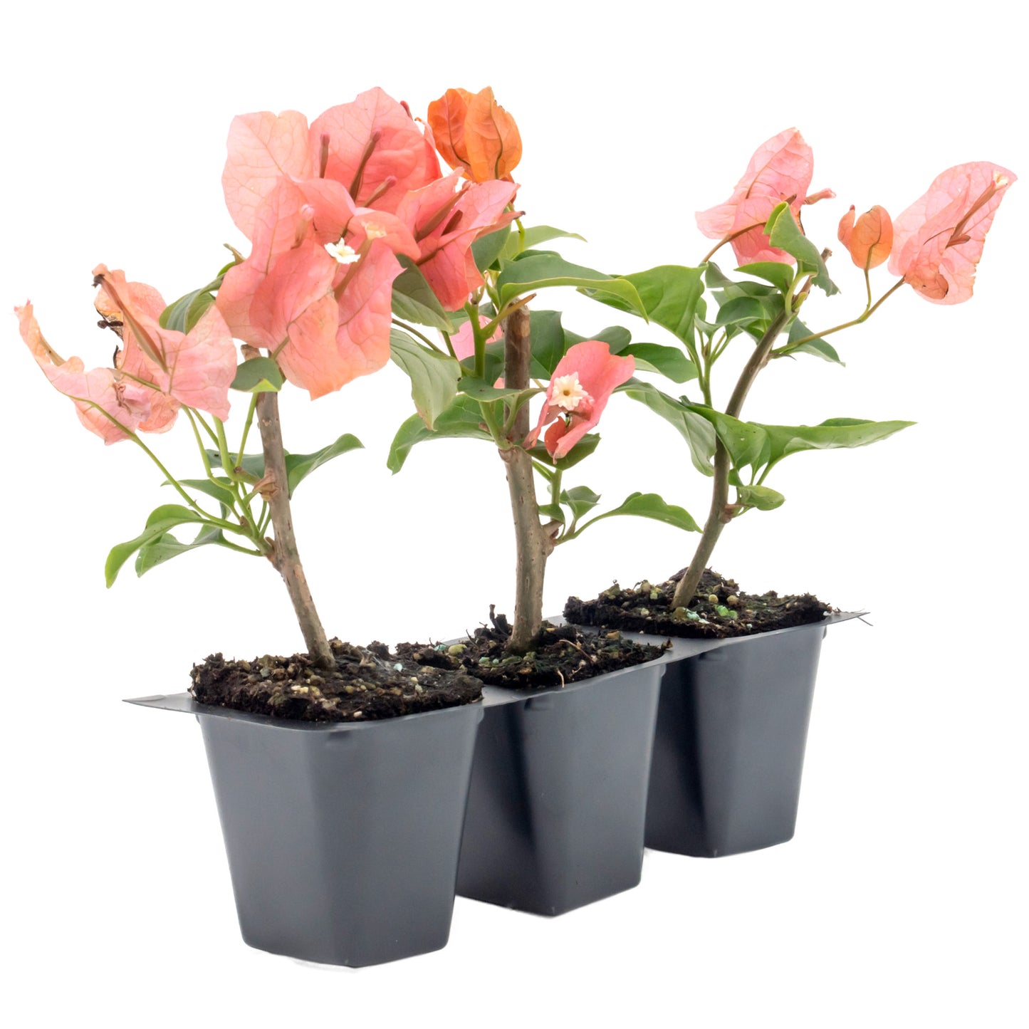 James Walker Bougainvillea in 2.5” Nursery Cubes (Bougainvillea 'James Walker')