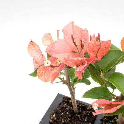 James Walker Bougainvillea | Live Plant in 2.5 Inch Nursery Cube | Bougainvillea 'James Walker'