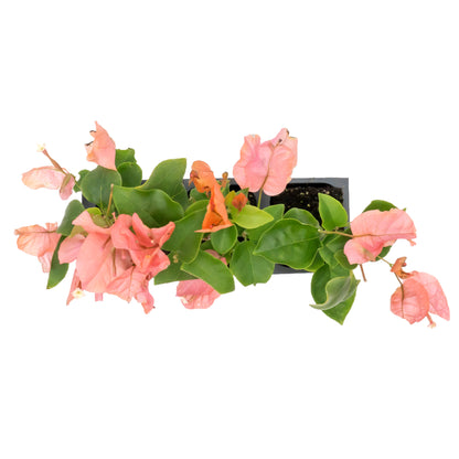 James Walker Bougainvillea | Live Plant in 2.5 Inch Nursery Cube | Bougainvillea 'James Walker'